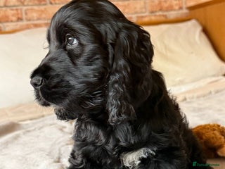 Cocker Spaniel dogs Show-type KC reg. black/white cocker spaniel puppy - Advert 1