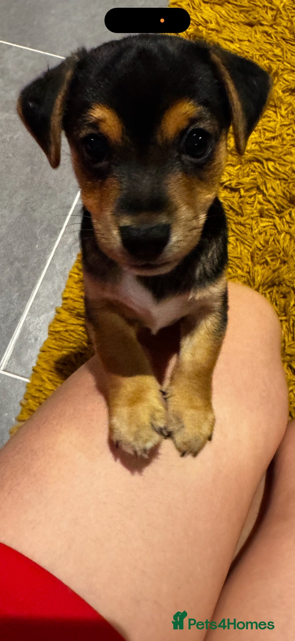 Jack Russell dogs Jack Russell tri colour short hair - Advert 10