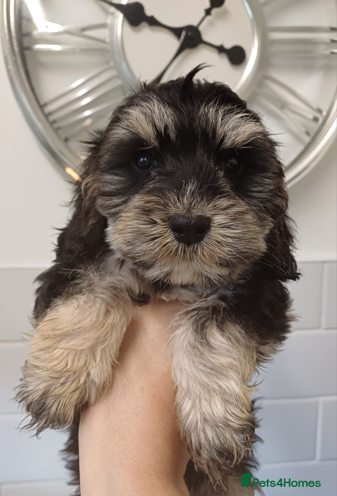 Cockapoo dogs for sale: COCKAPOOS F1b ready to go - Image 1