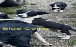 Border Collie dogs for sale: Gorgeous Border Collie pups - Image 21