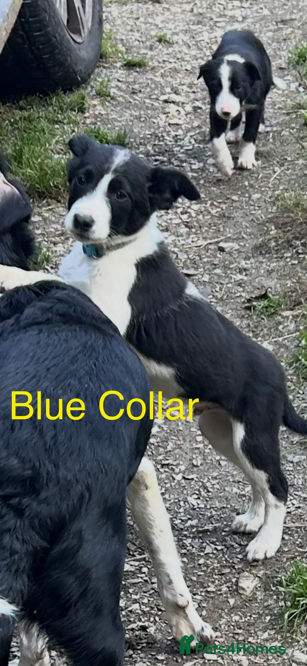Border Collie dogs for sale: Gorgeous Border Collie pups - Image 21