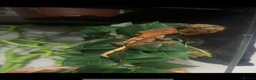 Gecko reptiles for sale: Crested gecko- includes setup - Advert 7