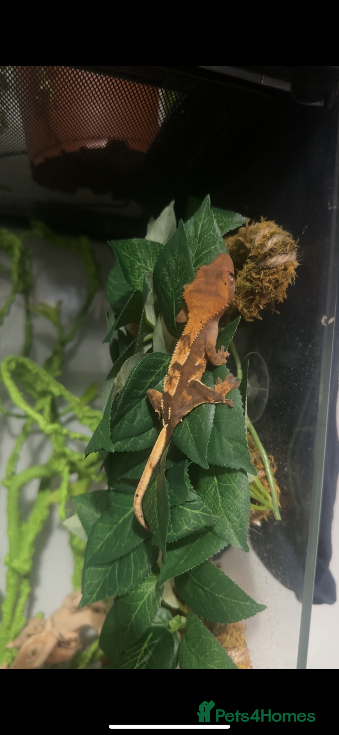 Gecko reptiles for sale: Crested gecko- includes setup - Advert 7