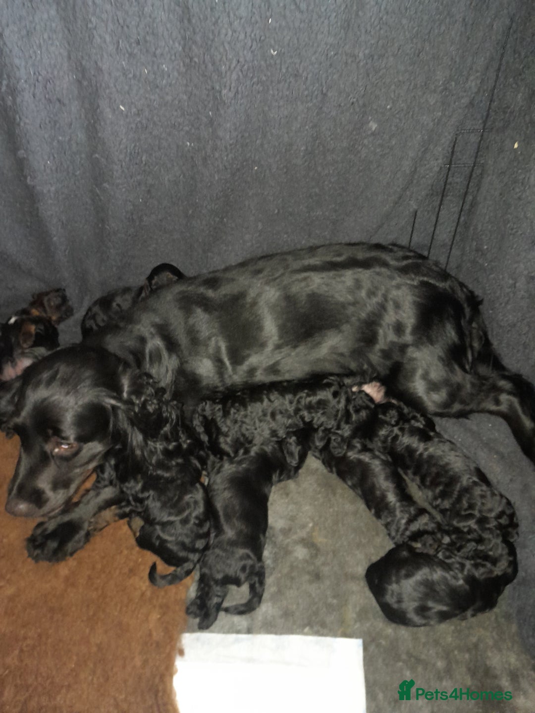 Cockapoo dogs for sale: F1 cockerpoo puppies - Image 1