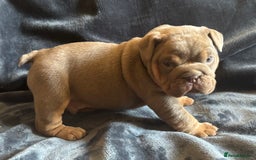 English Bulldog dogs for sale: Top Quality Chunky KC English Bulldogs  in Lampeter - Image 16