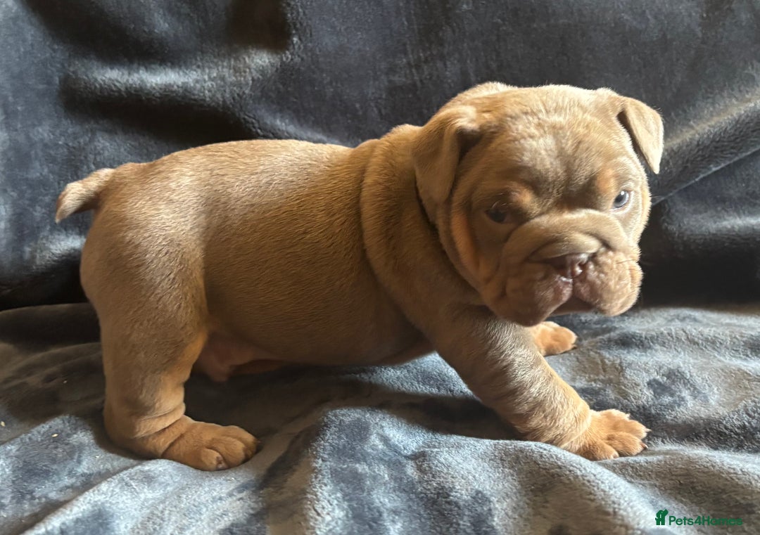 English Bulldog dogs for sale: Top Quality Chunky KC English Bulldogs  in Lampeter - Image 16