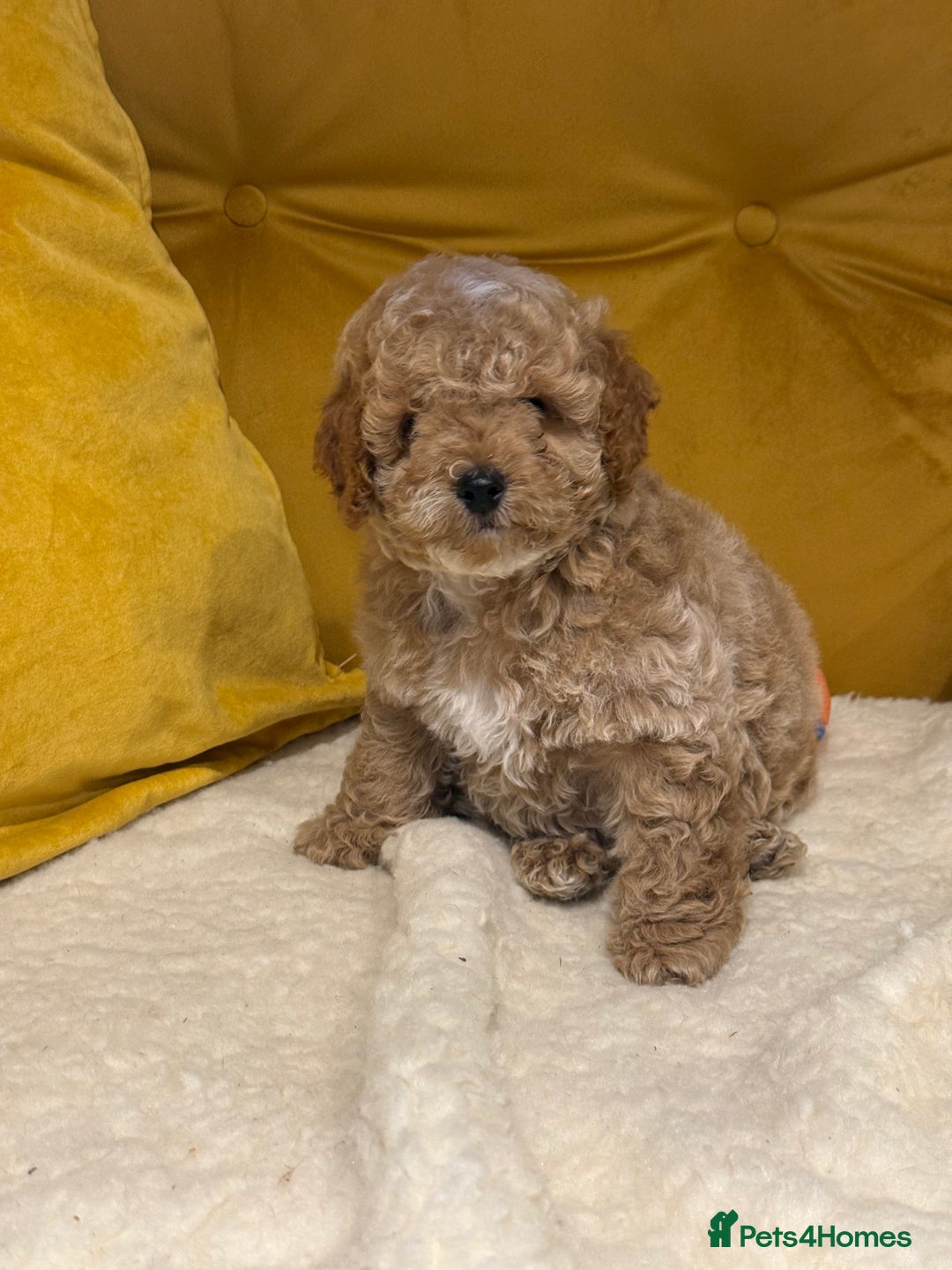 Cockapoo dogs for sale: Absolutely stunning puppies  - Advert 13