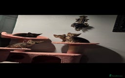 Savannah cats for sale: Savannah x Kittens - Image 9