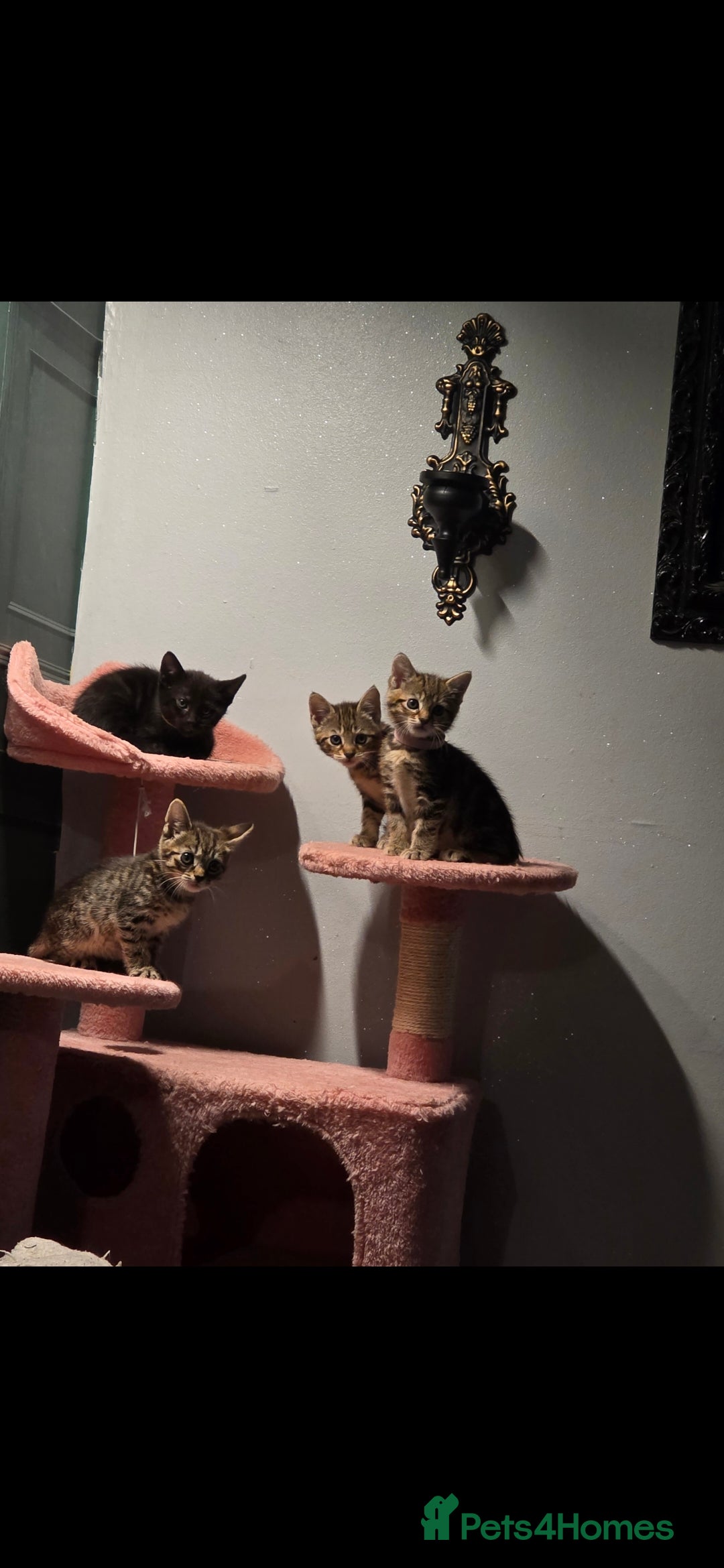 Savannah cats for sale: Savannah x Kittens - Image 9