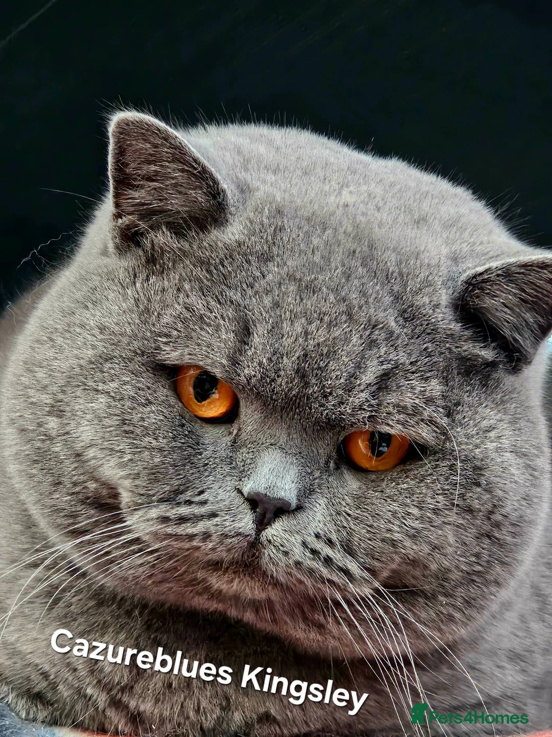 British Shorthair cats for stud: GCCF TICA STUDS  in Manchester - Advert 25