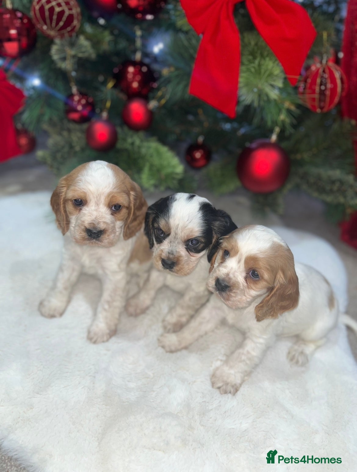 Cockalier dogs 3 Beautiful Cockerlier Puppies - Advert 10