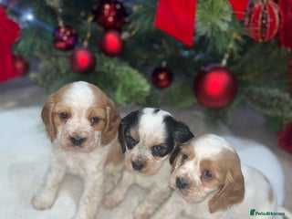 Cockalier dogs 3 Beautiful Cockerlier Puppies - Advert 1