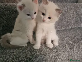 Ragdoll cats Kitten Ragdoll bicolor- 2 girls - Advert 6