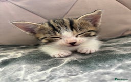Mixed Breed cats for sale: 6 kittens not ready till 14th August  - Image 17