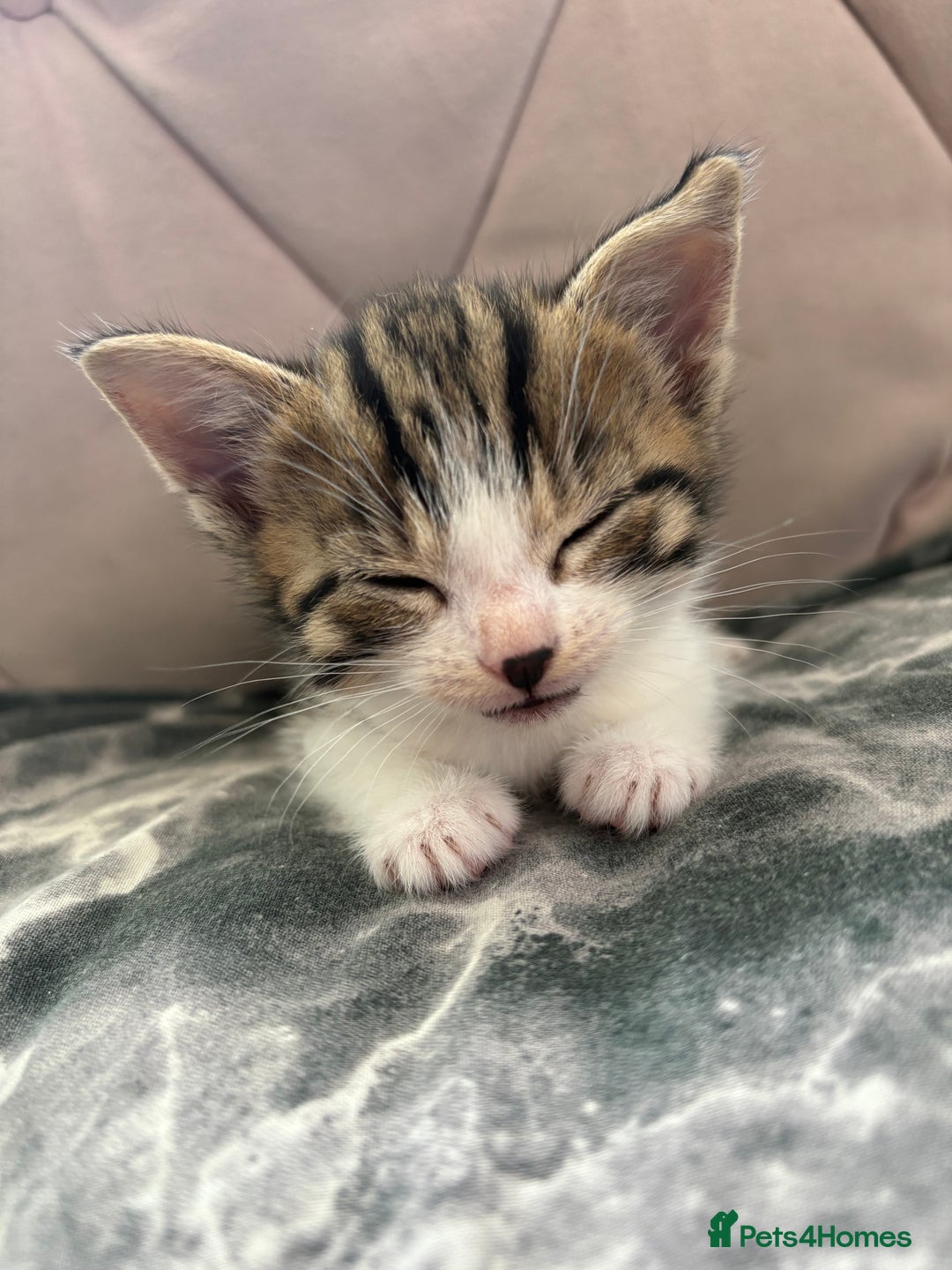 Mixed Breed cats for sale: 6 kittens not ready till 14th August  - Image 17