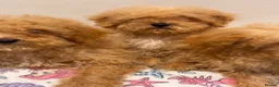 Poochon dogs for sale: Health tested Poochon Puppies  - Advert 6