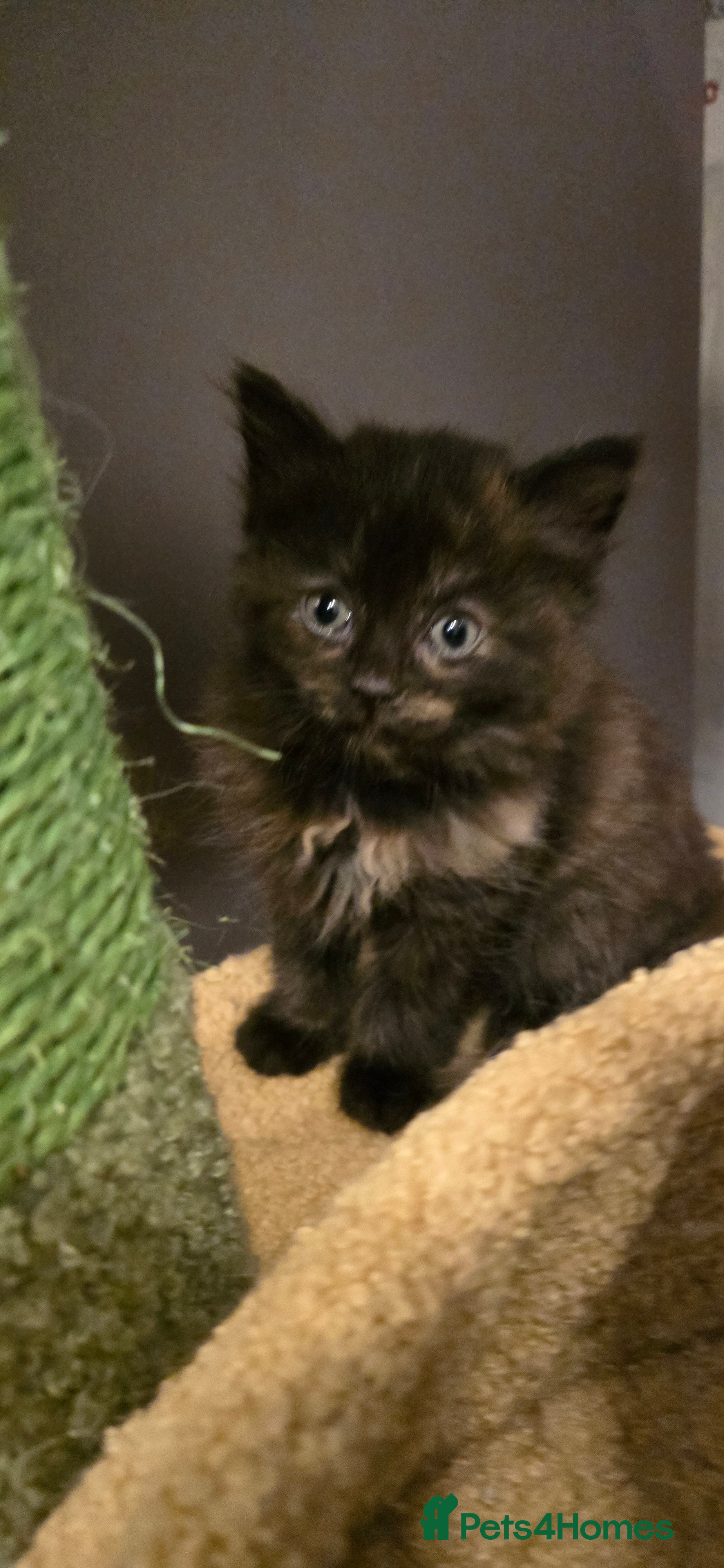 Maine Coon cats Amazing Mainecoon - Advert 11