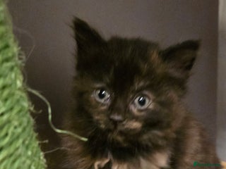 Maine Coon cats Amazing Mainecoon - Advert 6