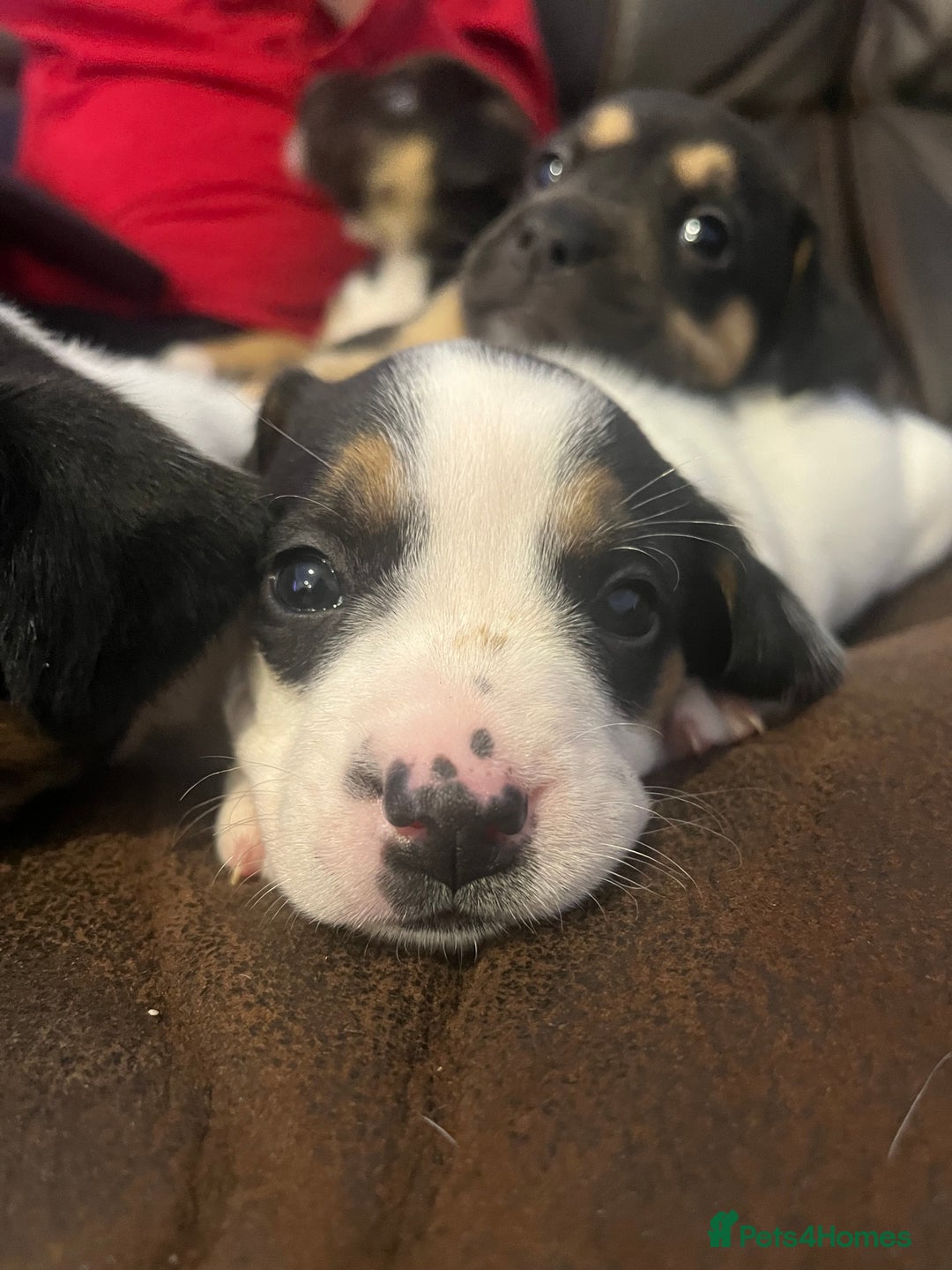 Mixed Breed dogs for sale: French Bulldog Cross Puppies - Advert 7