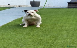 Staffordshire Bull Terrier dogs for sale: 7 Beautiful Staffordshire bull terrier puppies  - Image 9