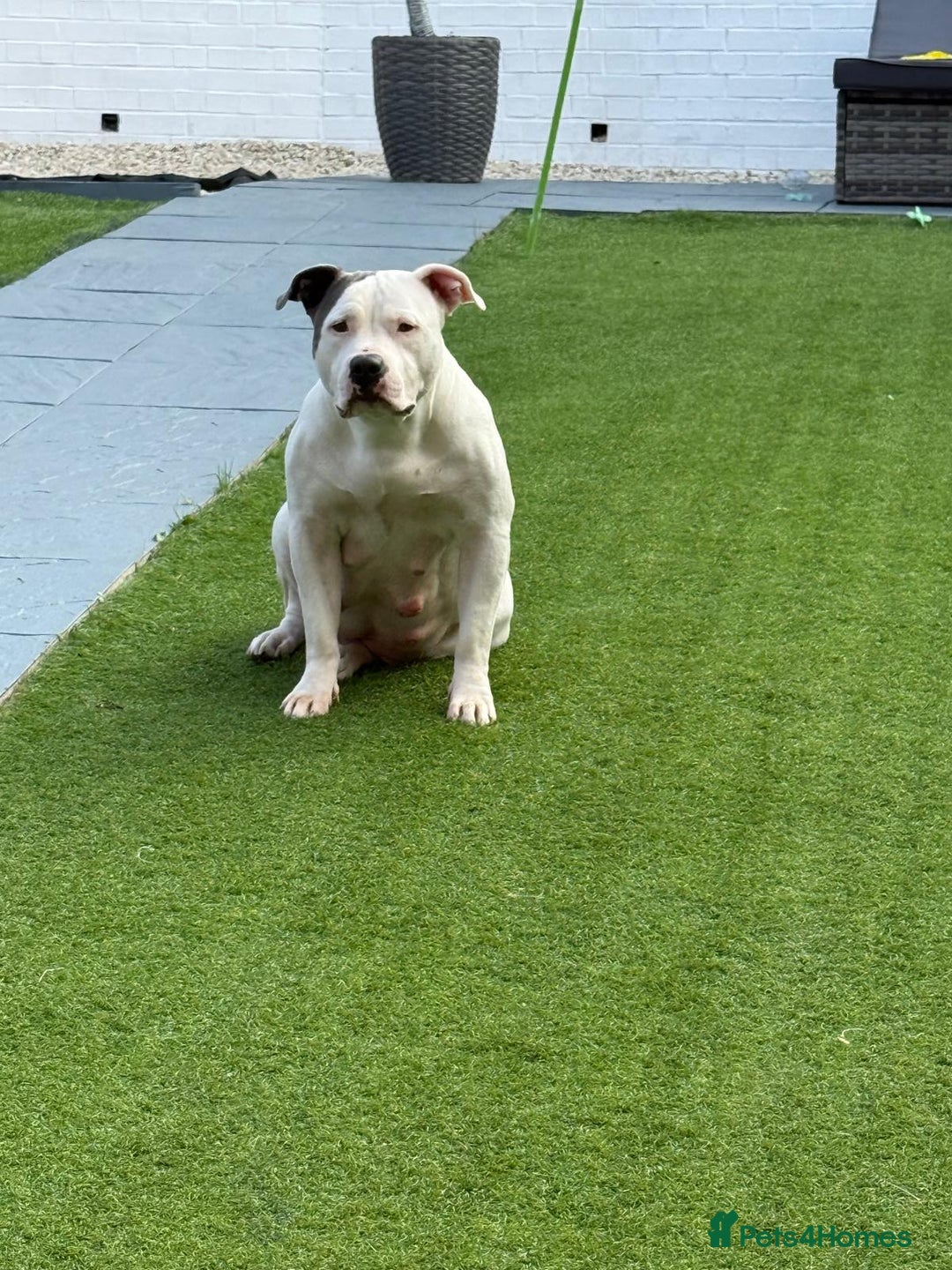 Staffordshire Bull Terrier dogs for sale: 7 Beautiful Staffordshire bull terrier puppies  - Image 9