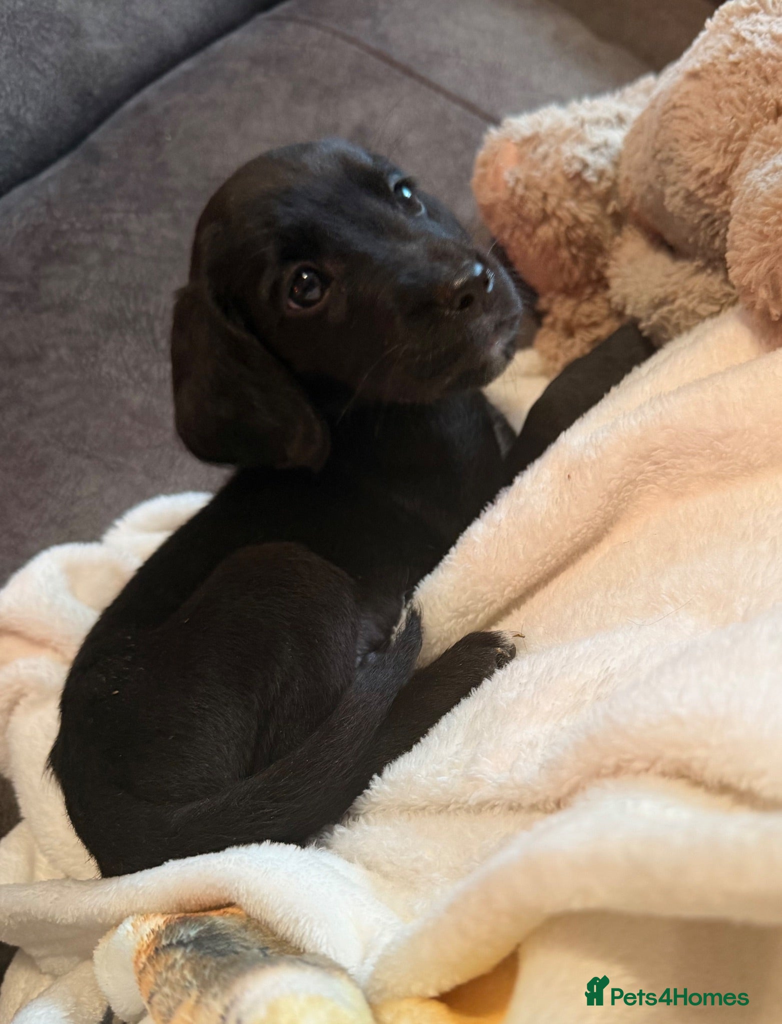 Springador dogs 1st generation Springador puppies last boy ready - Advert 1