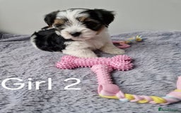 Biewer Terrier dogs for sale: Yorkshire Biewer Terriers one girl left!  - Image 4