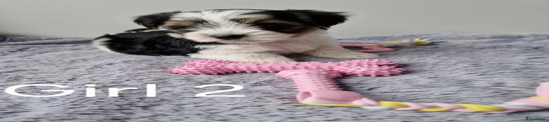 Biewer Terrier Puppy 1