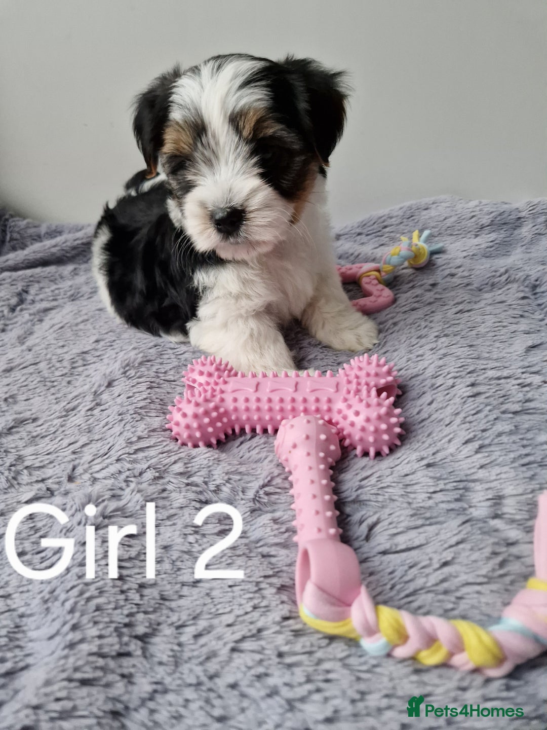 Biewer Terrier dogs for sale: Yorkshire Biewer Terriers one girl left!  - Image 4