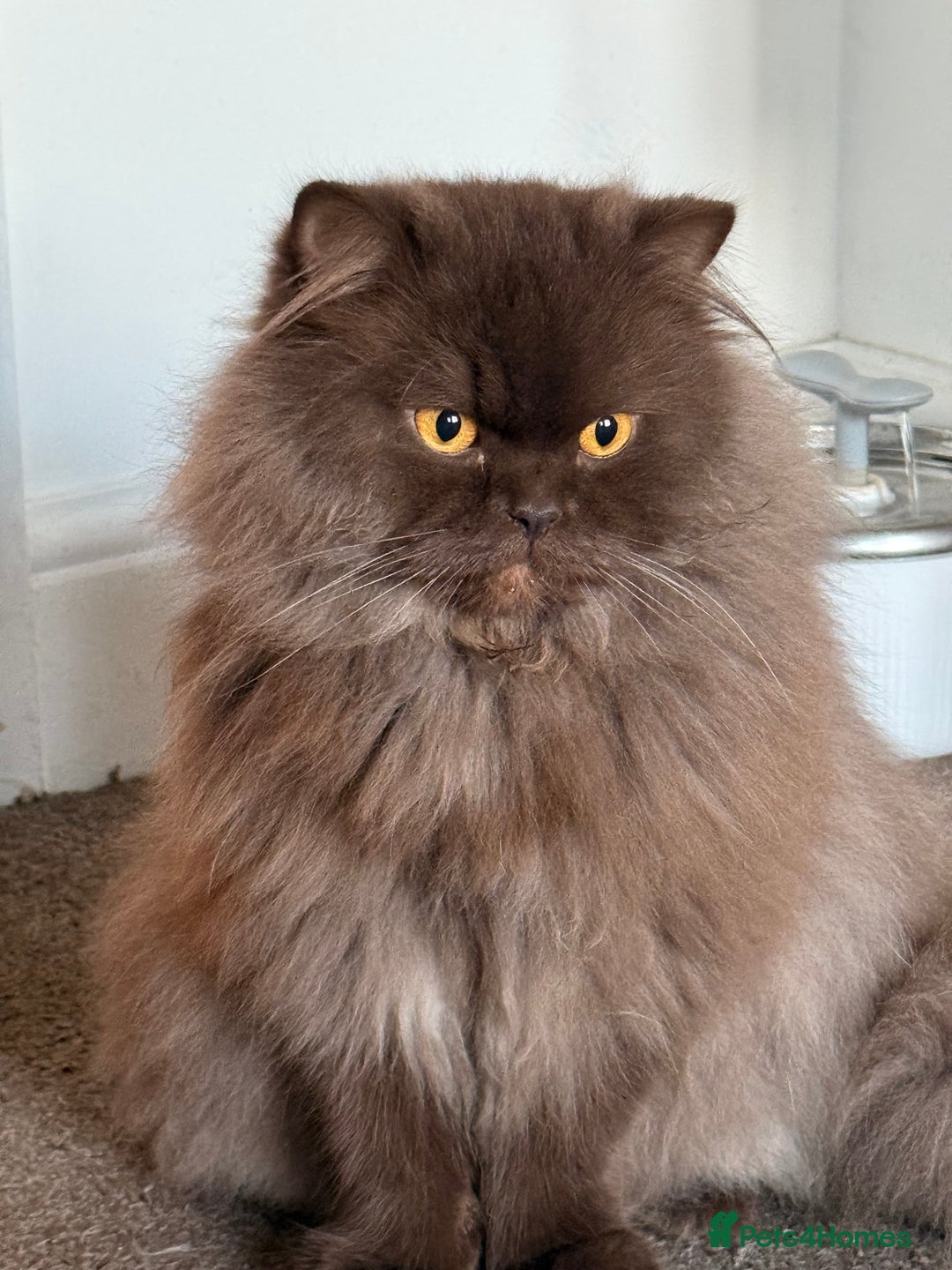British Longhair cats for sale: British longhair  - Advert 1
