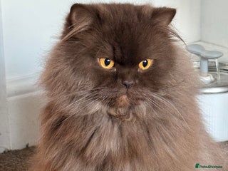 British Longhair cats British longhair - Advert 1