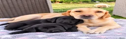 Labrador Retriever dogs for sale: Black Labrador Girls in Northampton - Advert 1