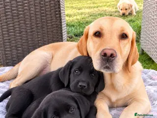 Labrador Retriever dogs Black Labrador Girls - Advert 1