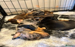 Miniature Dachshund dogs for sale: Beautiful Miniature Dachshund Puppies - Image 4