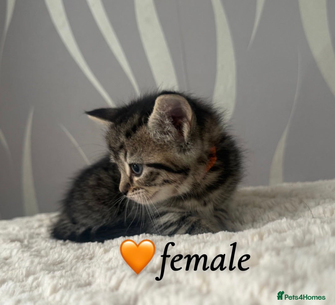 Mixed Breed cats for sale: 4 kittens for sale - Advert 6