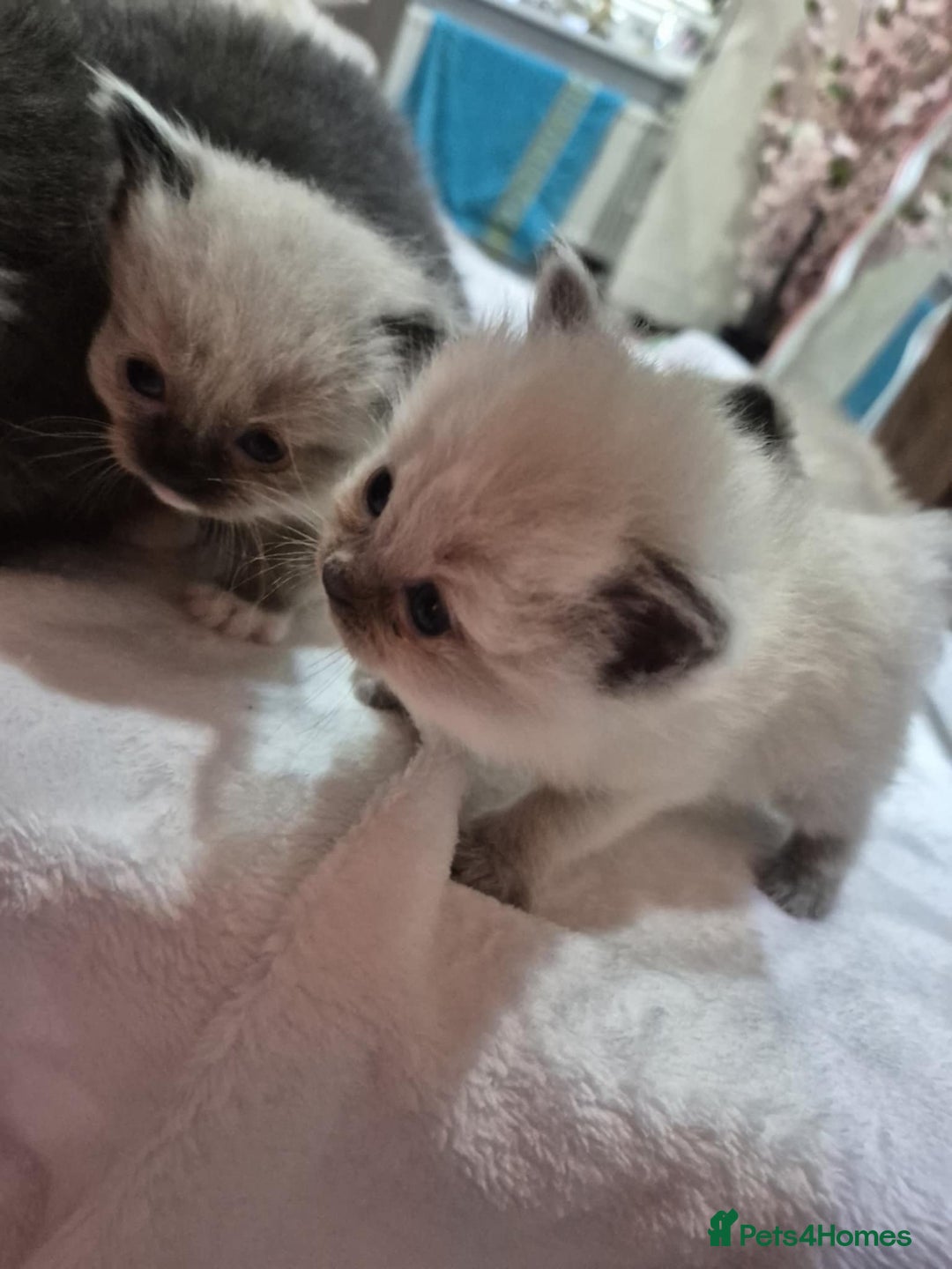 Ragdoll cats for sale: 4 ragdolls ready to leave now  - Image 37
