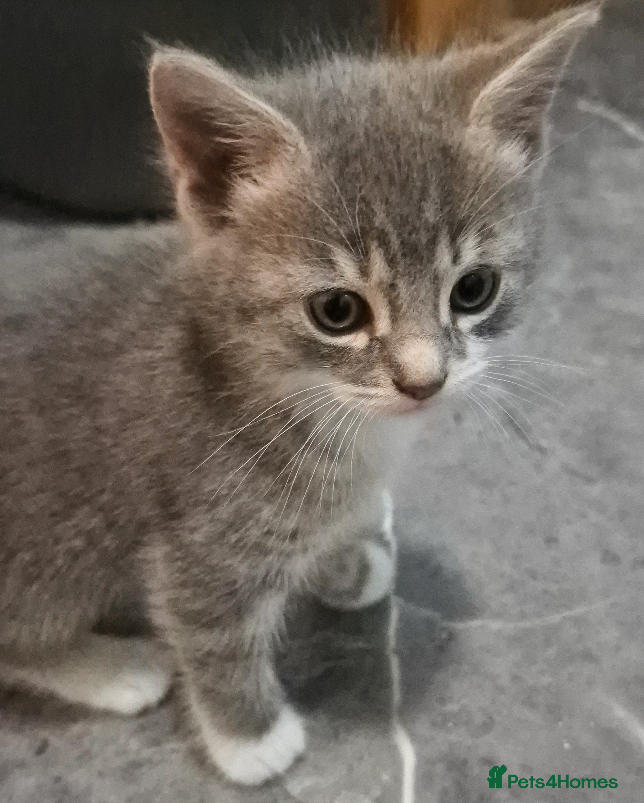 Mixed Breed cats Playful kittens 2f 1m - Advert 2