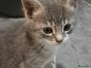 Mixed Breed cats Playful kittens 2f 1m - Advert 2