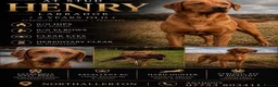 Labrador Retriever dogs for sale: Kc Registered working Labrador puppies   - Advert 17
