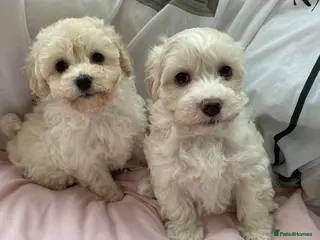 Maltipoo dogs Gorgeous Merle and phantom maltipoos - Advert 3