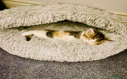 Asian cats for sale: Luna and euro  - Image 4