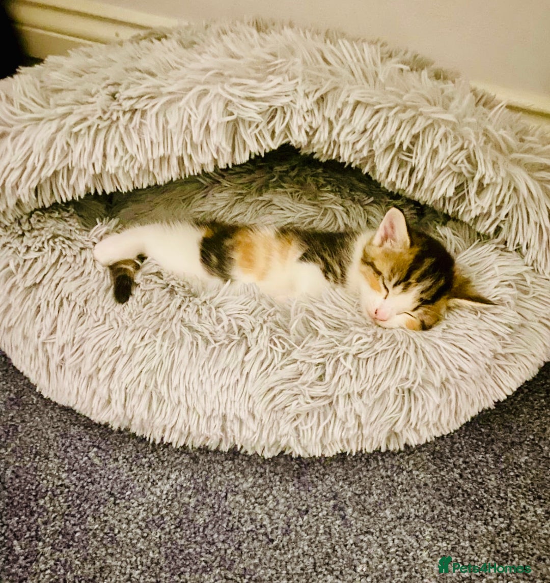 Asian cats for sale: Luna and euro  - Image 4