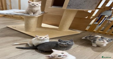 British Shorthair cats - Advert 9