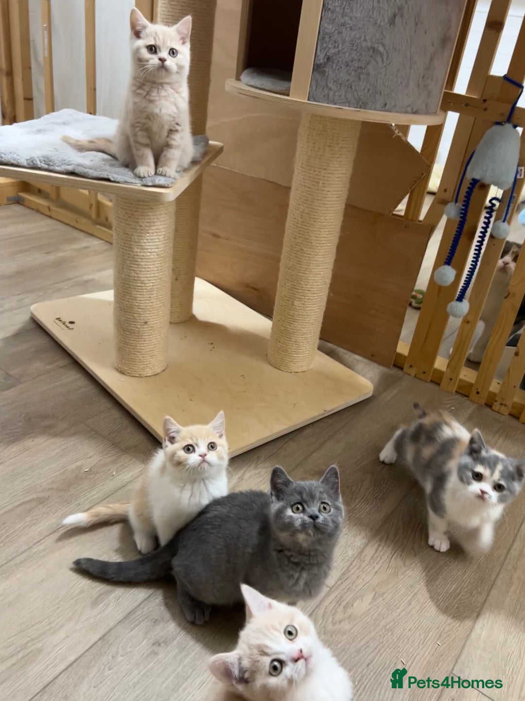 British Shorthair cats for sale: Adorable GCCF registered BSH kittens - Image 3