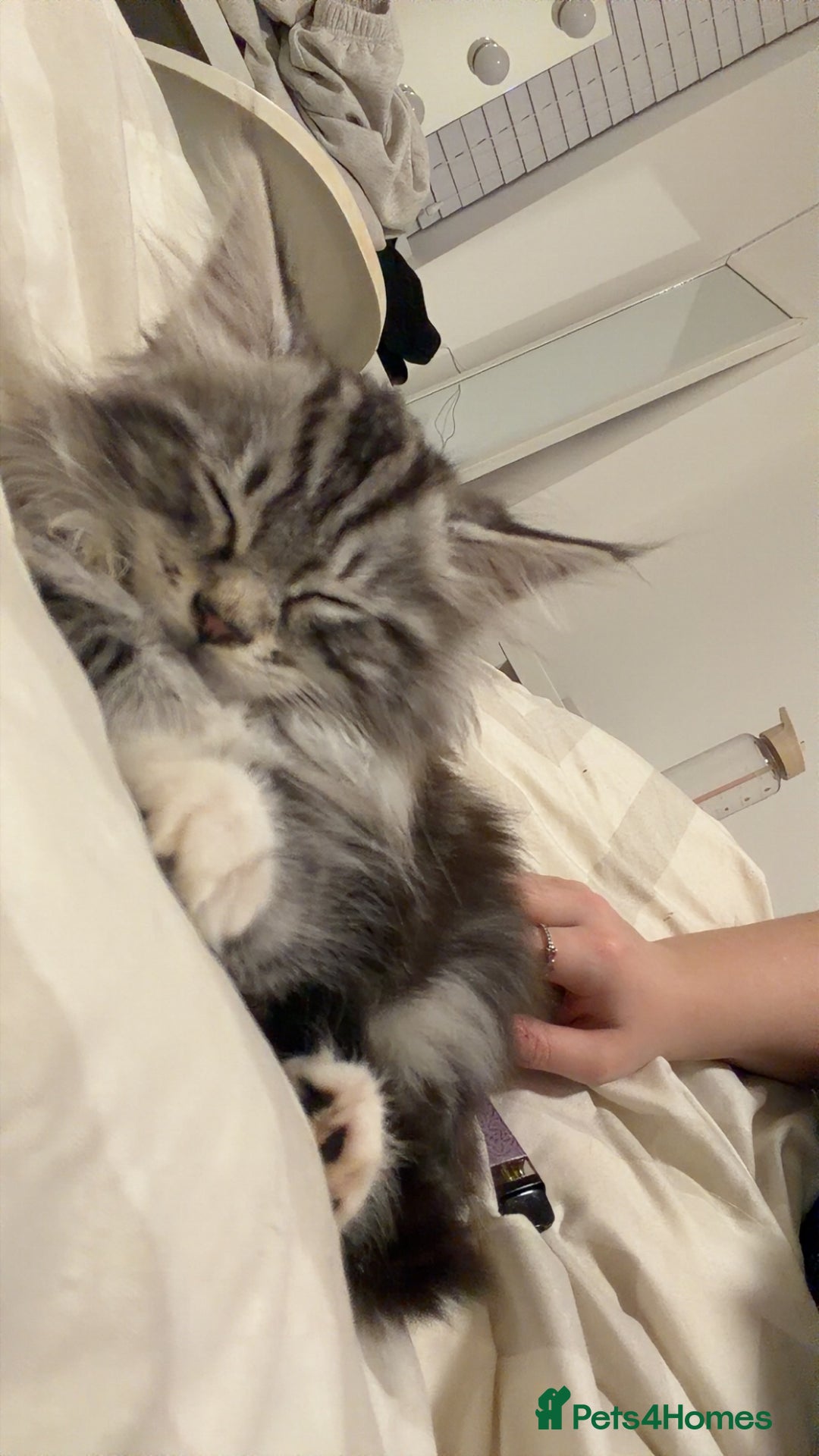 Mixed Breed cats for sale: Beautiful kitten maine coon mixed  - Advert 7
