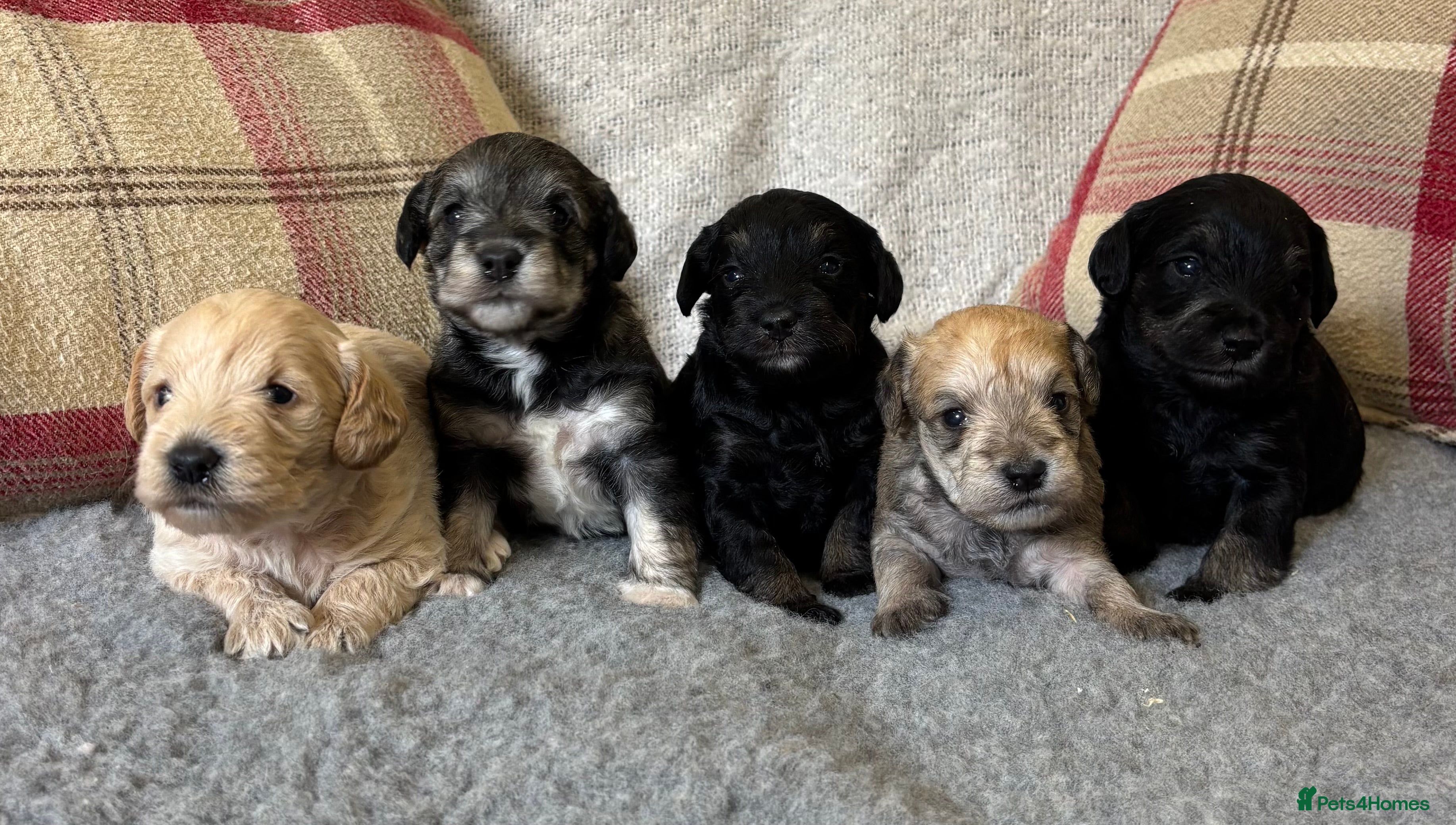 Schnoodle dogs Stunning F1 Schnoodle puppies KC reg parents!!  - Advert 1