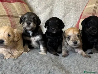 Schnoodle dogs Stunning F1 Schnoodle puppies KC reg parents!! - Advert 2