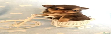 Chihuahua Puppy 1