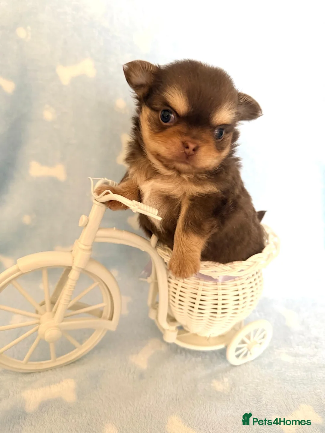 Chihuahua dogs for sale: Chocolate longhaired Chihuahua boy in Potters Bar - Advert 2