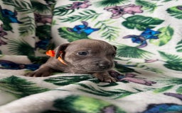 Mixed Breed dogs for sale: Beautiful Daffys - staffy cross dachshund  - Image 18